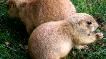 Groundhog Day – How Myth Influences Lives